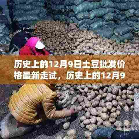 深度解析,历史上12月9日土豆批发价格走势与市场竞争洞察