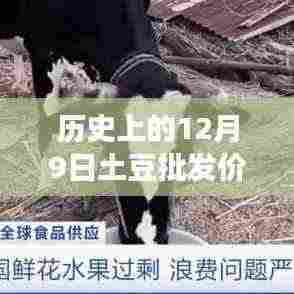 深度解析,历史上12月9日土豆批发价格走势与市场竞争洞察