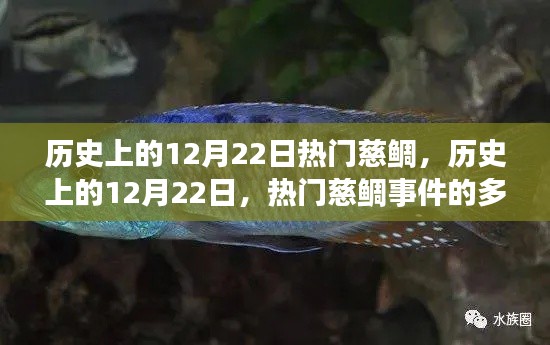 历史上的12月22日,慈鲷事件的多维解读与热门事件回顾