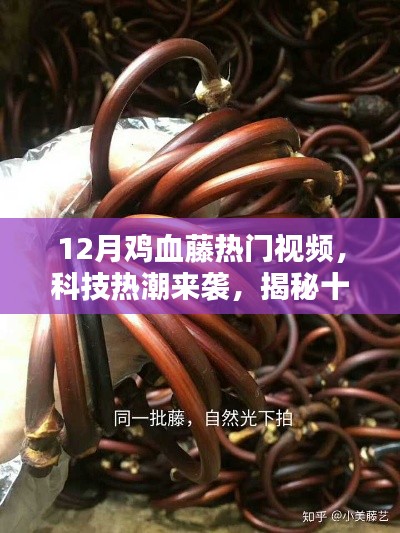 揭秘十二月鸡血藤热潮背后的神秘科技新品,热门视频展现科技新潮
