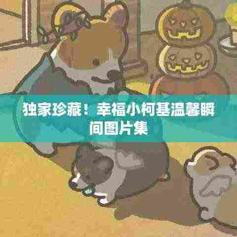 独家珍藏！幸福小柯基温馨瞬间图片集