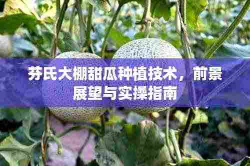 芬氏大棚甜瓜种植技术,前景展望与实操指南