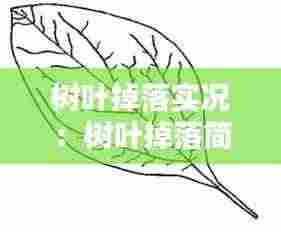 树叶掉落实况：树叶掉落简笔画图片 