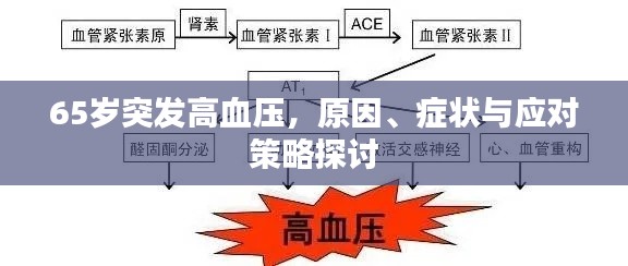 65岁突发高血压,原因、症状与应对策略探讨