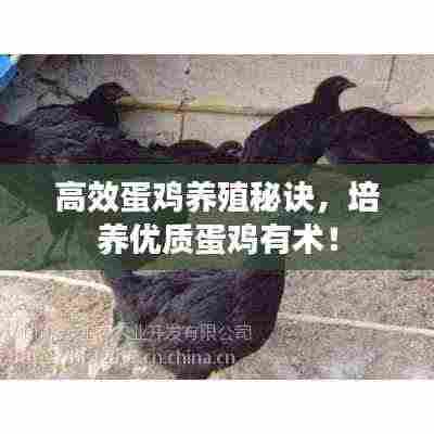 高效蛋鸡养殖秘诀,培养优质蛋鸡有术!