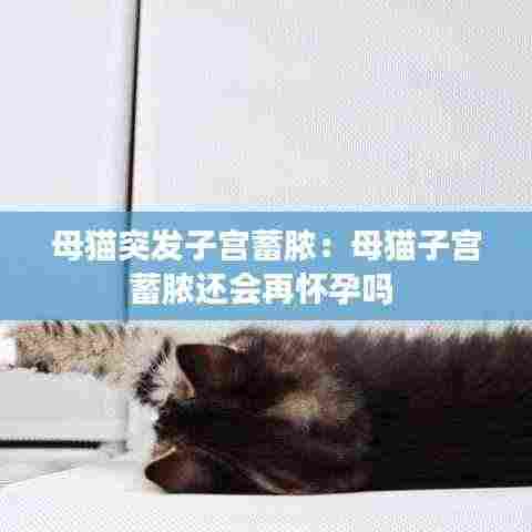 母猫突发子宫蓄脓:母猫子宫蓄脓还会再怀孕吗