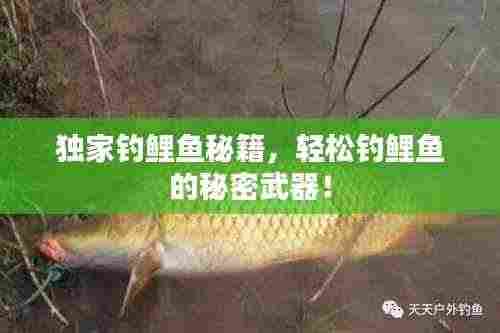 林下风气 第3页