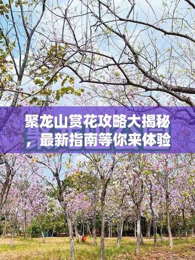 聚龙山赏花攻略大揭秘,最新指南等你来体验!