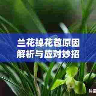 兰花掉花苞原因解析与应对妙招