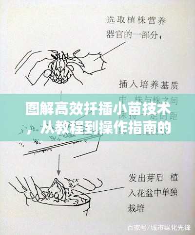 图解高效扦插小苗技术,从教程到操作指南的全方位解析