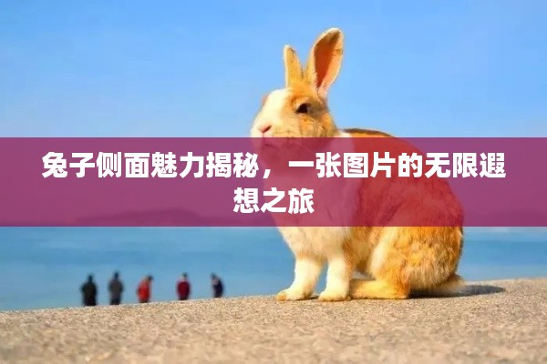 兔子侧面魅力揭秘,一张图片的无限遐想之旅