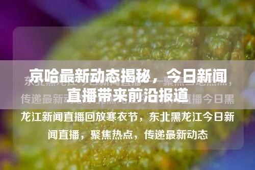 京哈最新动态揭秘,今日新闻直播带来前沿报道