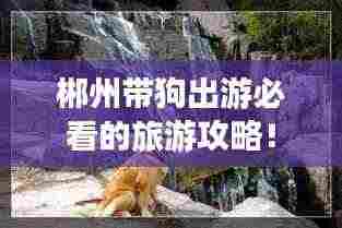 郴州带狗出游必看的旅游攻略!
