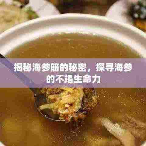 揭秘海参筋的秘密,探寻海参的不竭生命力