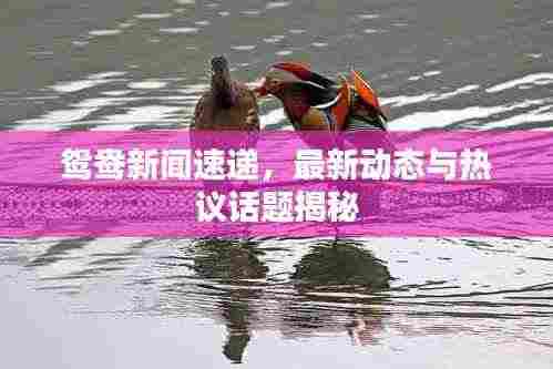 鸳鸯新闻速递,最新动态与热议话题揭秘