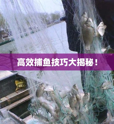 高效捕鱼技巧大揭秘!